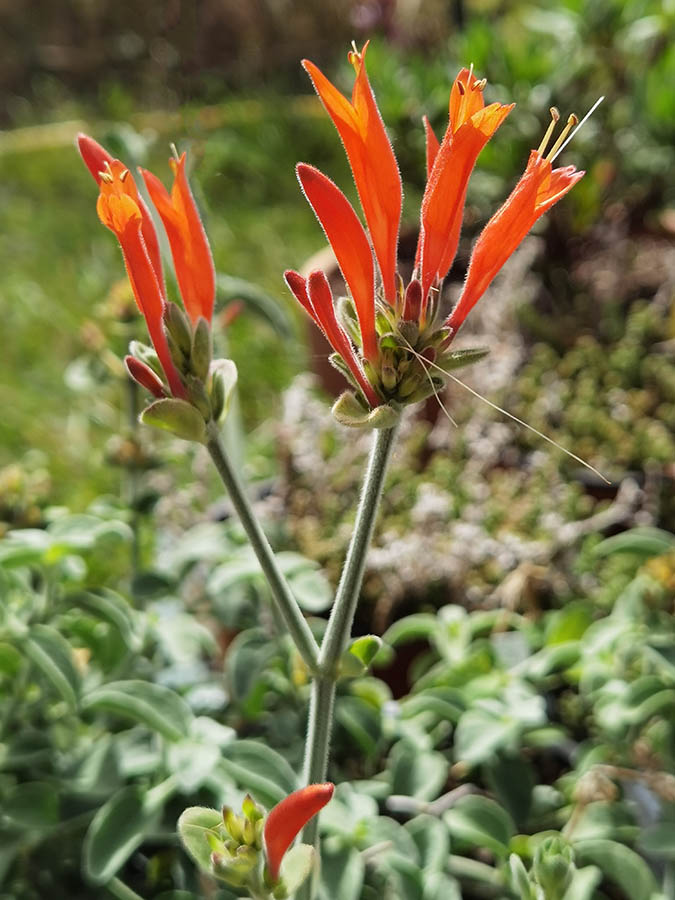 Dicliptera squarrosa